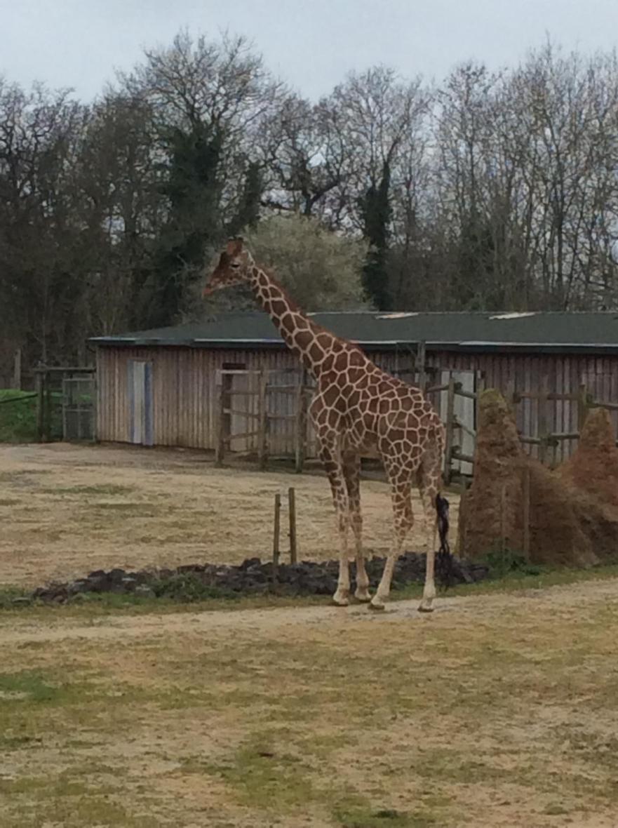 Zoo 11 