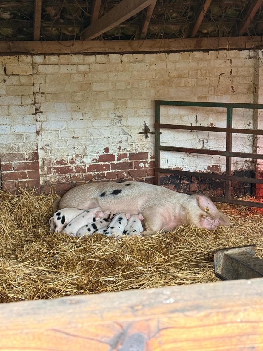 SMiley Pig 